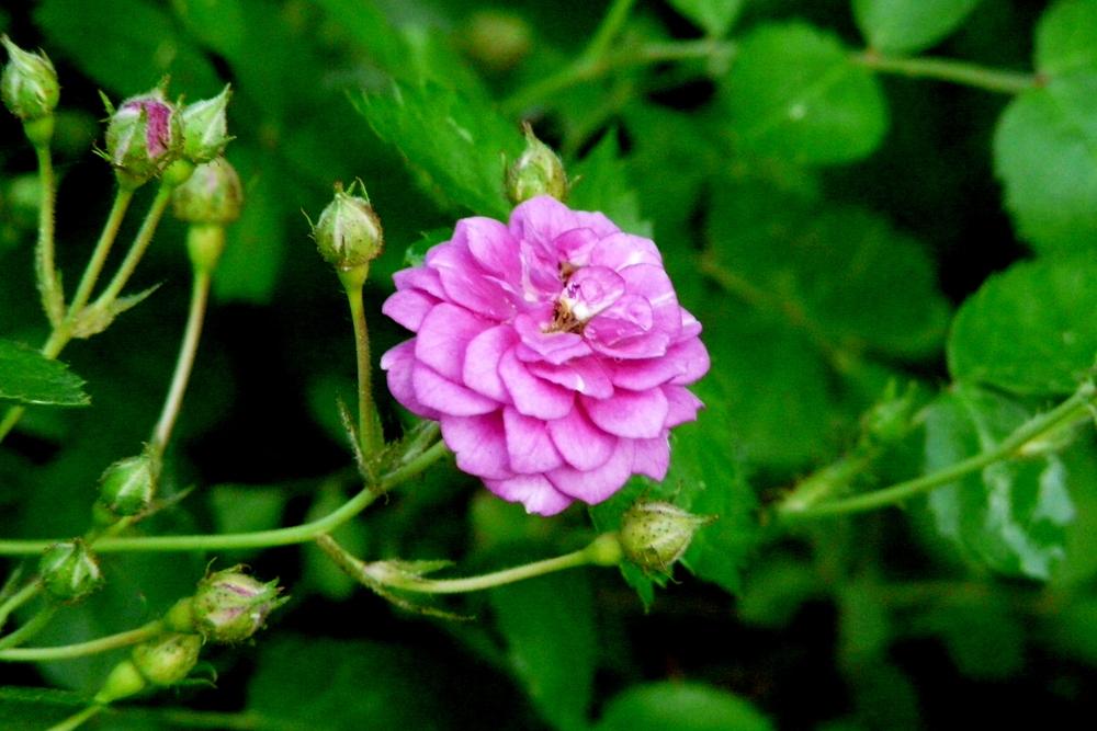 Photo of Rose (Rosa 'Blue Mist') uploaded by kassiap