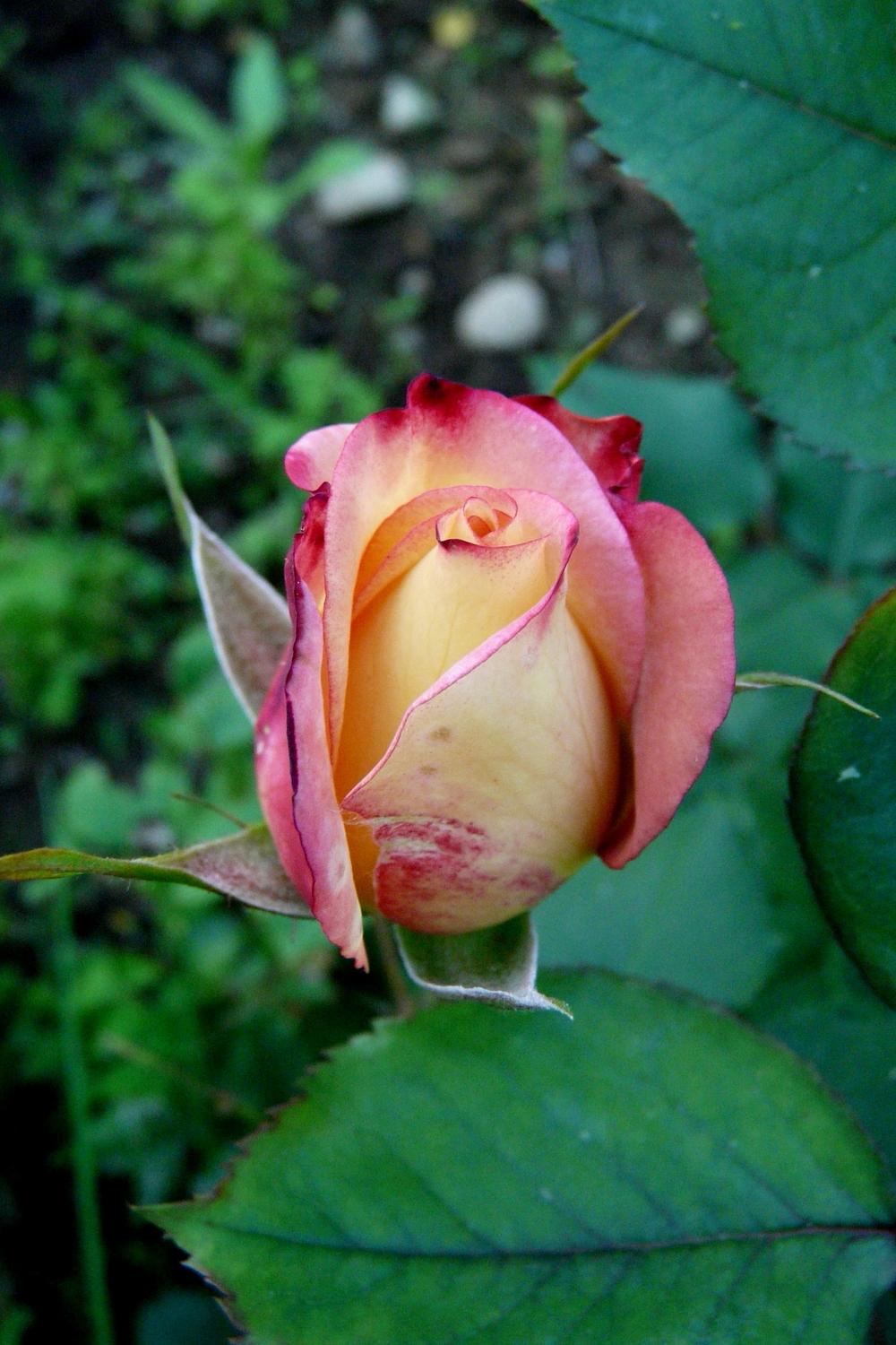 Photo of Rose (Rosa 'Dream Come True') uploaded by kassiap
