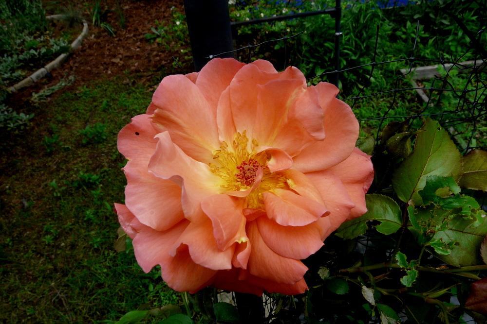 Photo of Rose (Rosa 'Westerland') uploaded by kassiap