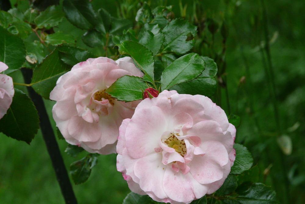 Photo of Rose (Rosa 'Rosenstadt Freising') uploaded by kassiap