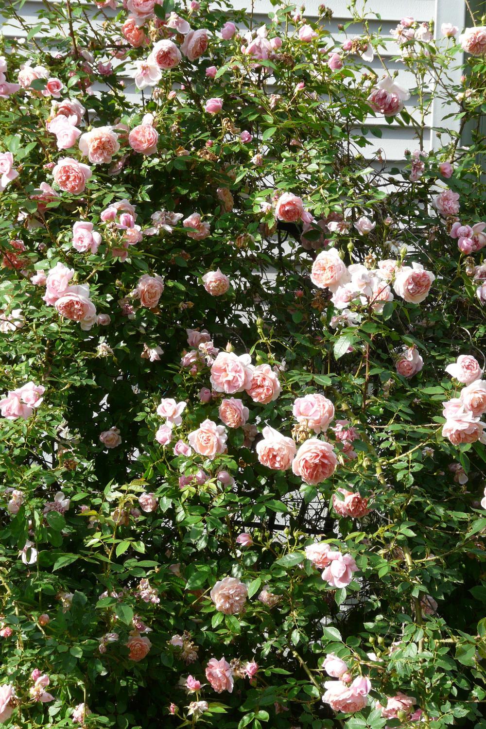 Photo of Rose (Rosa 'Colette') uploaded by kassiap