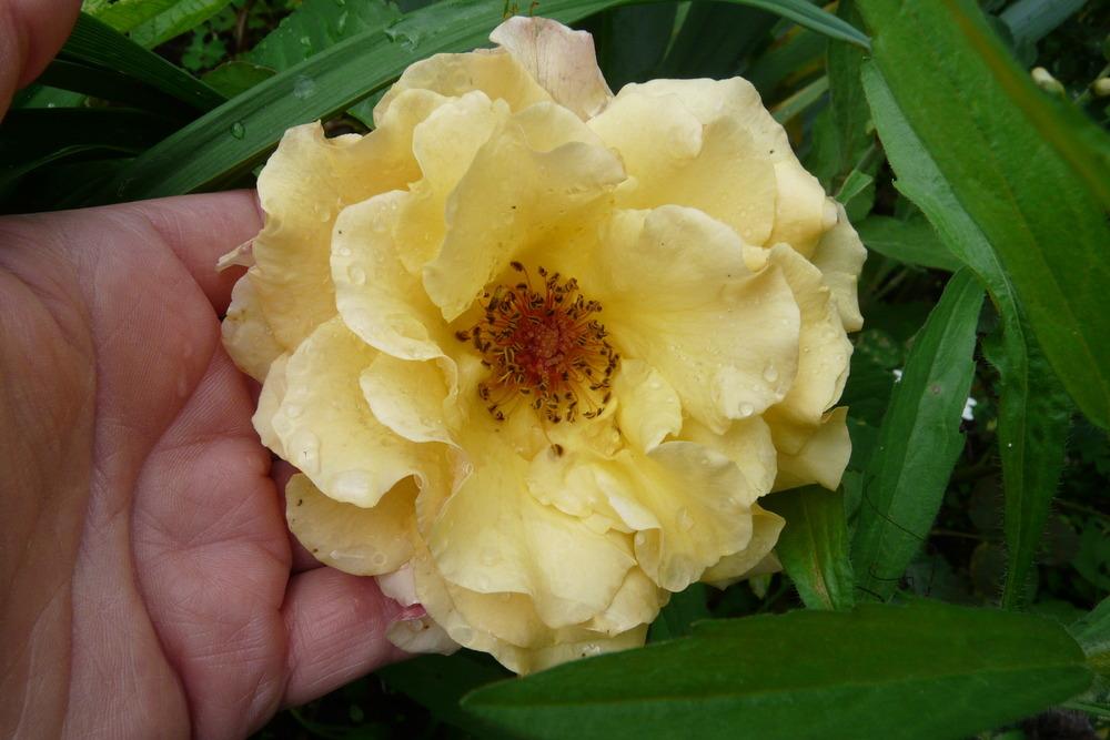 Photo of Rose (Rosa 'Postillion') uploaded by kassiap
