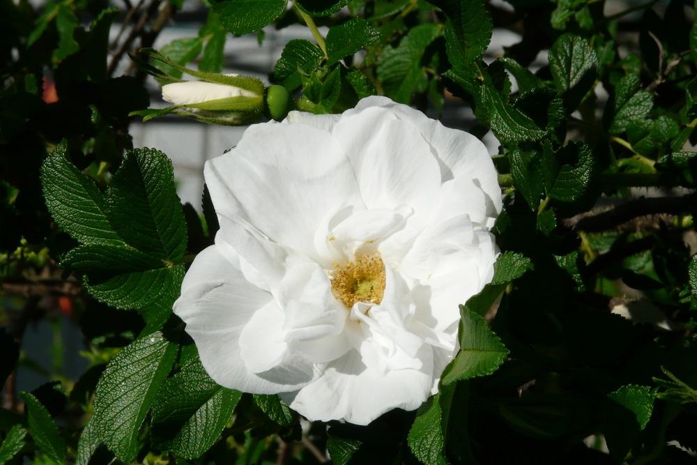Photo of Rose (Rosa 'Souvenir de Philemon Cochet') uploaded by kassiap