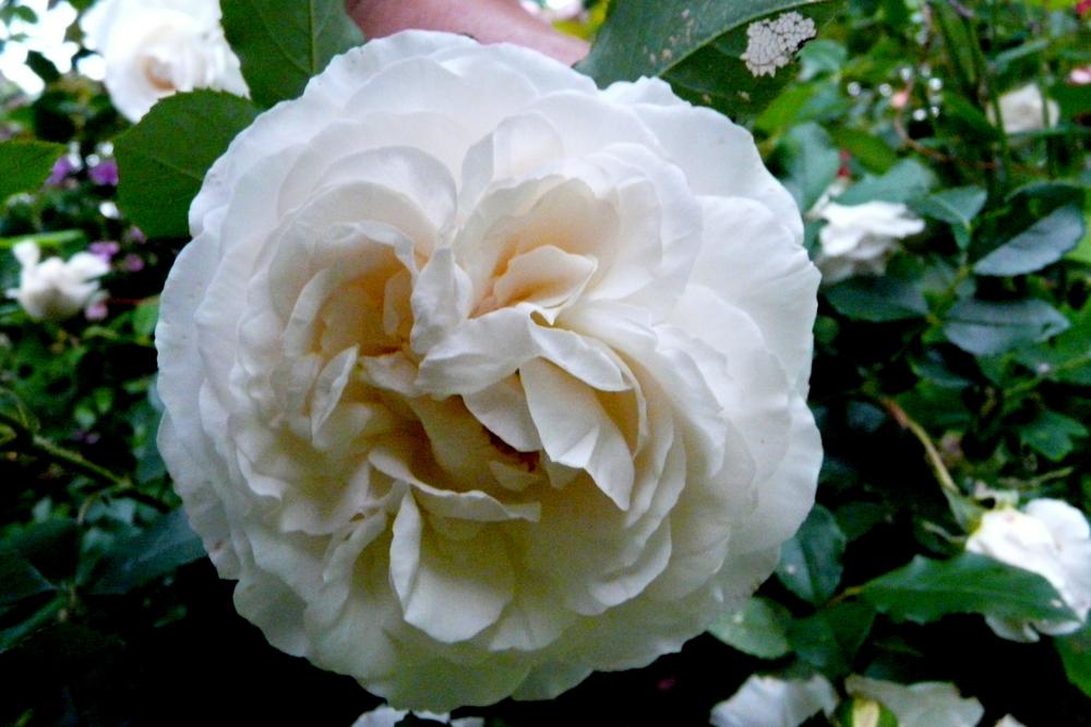 Photo of Rose (Rosa 'Kosmos Fairy Tale') uploaded by kassiap