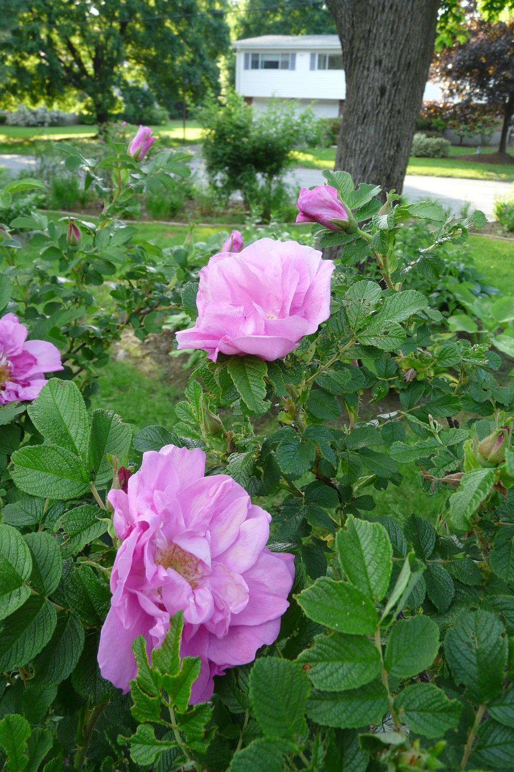 Photo of Rose (Rosa 'Belle Poitevine') uploaded by kassiap