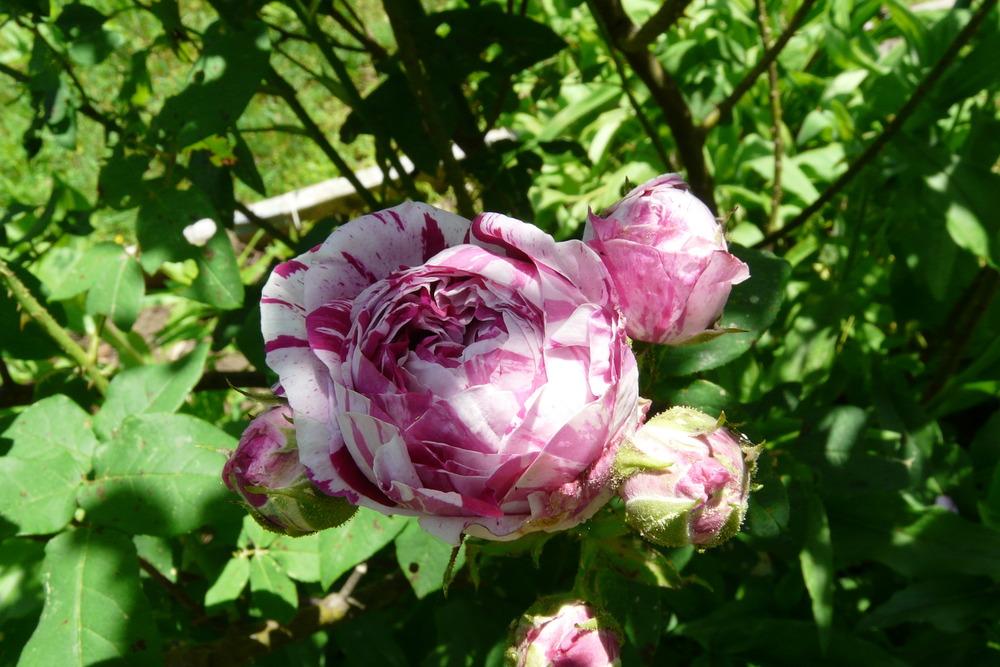 Photo of Rose (Rosa 'Variegata di Bologna') uploaded by kassiap