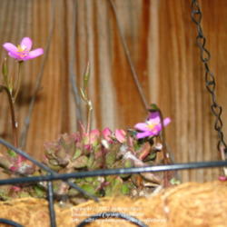 Location: At our garden - Central Valley area, CA
Date: 2012-06-12
Anacampseros blooming in a hanging basket