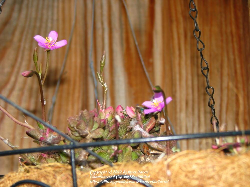 Photo of Sand Rose (Anacampseros rufescens) uploaded by tarev