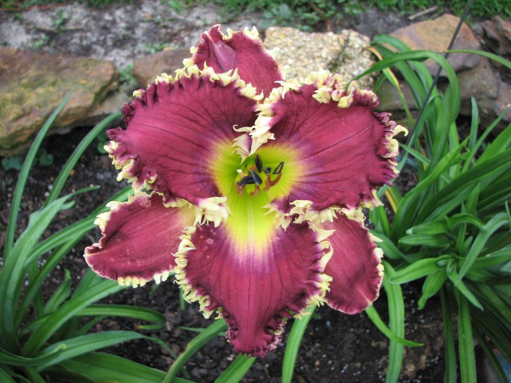 Photo of Daylily (Hemerocallis 'Somewhat Awesome') uploaded by tink3472