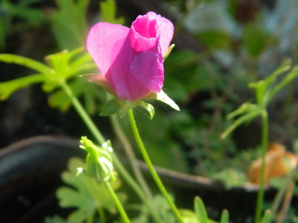Photo of Winecup (Callirhoe involucrata) uploaded by wildflowers