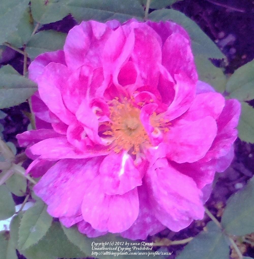 Photo of Rose (Rosa 'Marbree') uploaded by zuzu