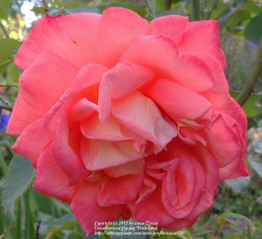 Photo of Rose (Rosa 'Malibu') uploaded by zuzu