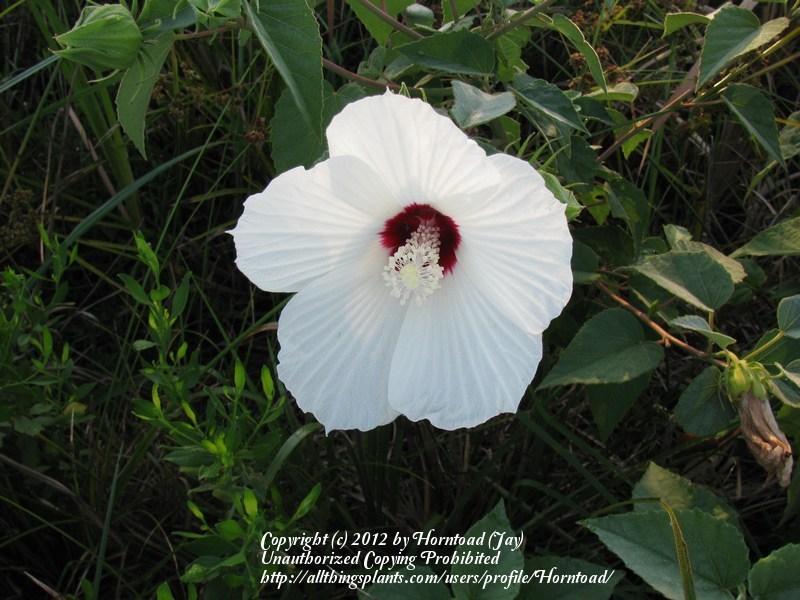 Photo of Woolly Rose-Mallow (Hibiscus moscheutos subsp. lasiocarpos) uploaded by Horntoad