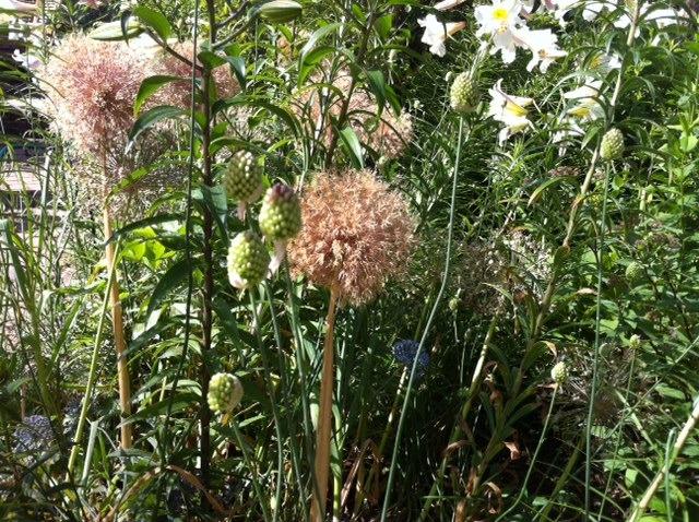 Photo of Drumsticks (Allium sphaerocephalon) uploaded by Ispahan