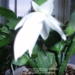 Location: JBsPlants at Roblyn Farm, New Jersey
Date: 2011-11-10
White Christmas