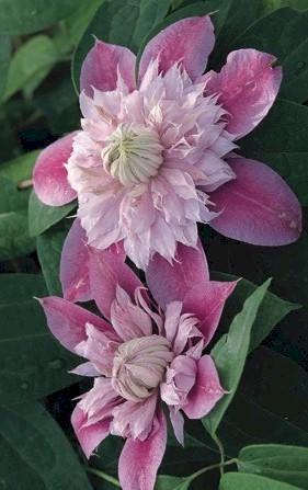 Photo of Clematis Josephine™ uploaded by Joy