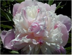 Photo of Peony (Paeonia lactiflora 'Bowl of Beauty') uploaded by Joy