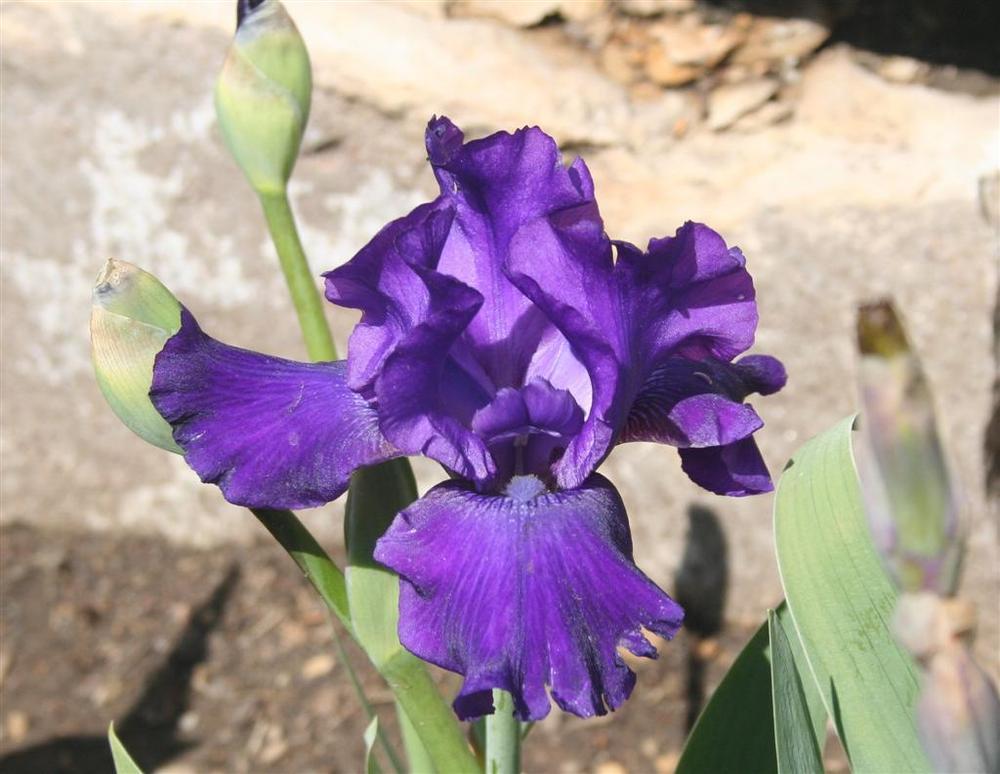 Photo of Tall Bearded Iris (Iris 'Violet Miracle') uploaded by KentPfeiffer