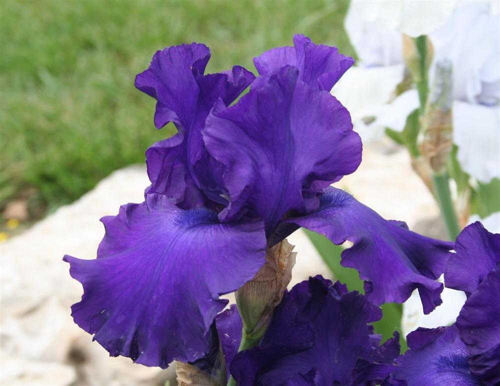 Photo of Tall Bearded Iris (Iris 'Titan's Glory') uploaded by KentPfeiffer