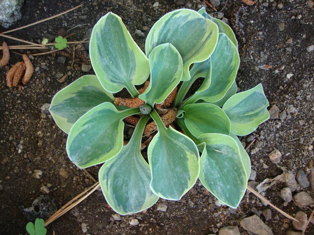 Photo of Hosta 'Frosted Mouse Ears' uploaded by Paul2032