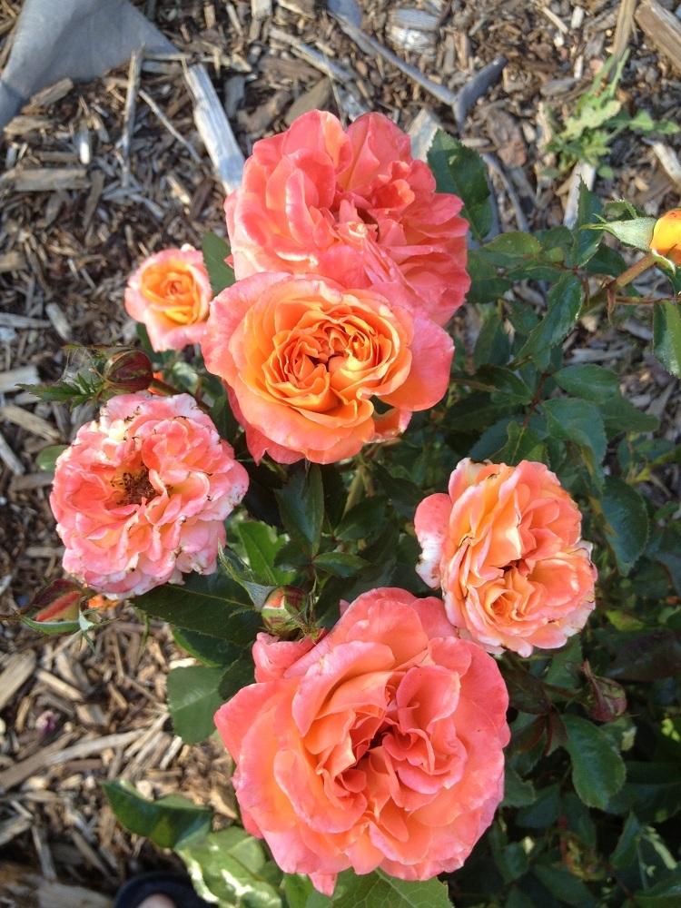 Photo of Rose (Rosa 'New Year') uploaded by Skiekitty