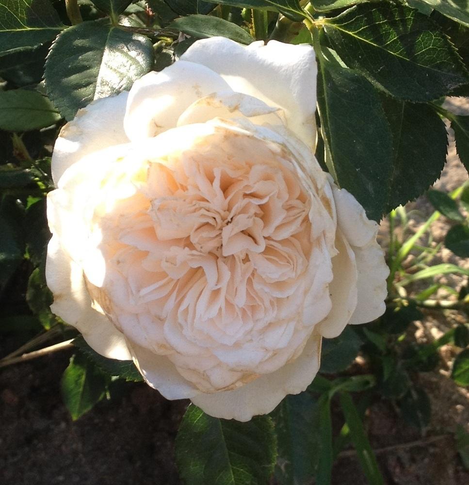 Photo of Rose (Rosa 'Pure Perfume') uploaded by Skiekitty