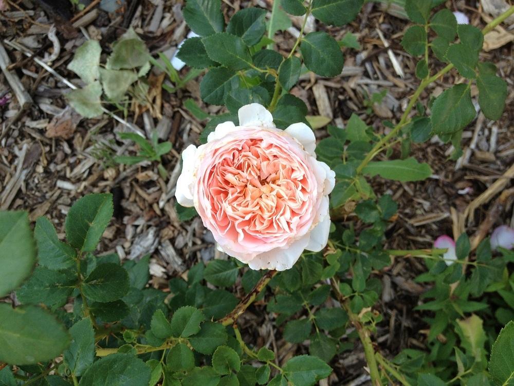 Photo of Rose (Rosa 'Port Sunlight') uploaded by Skiekitty