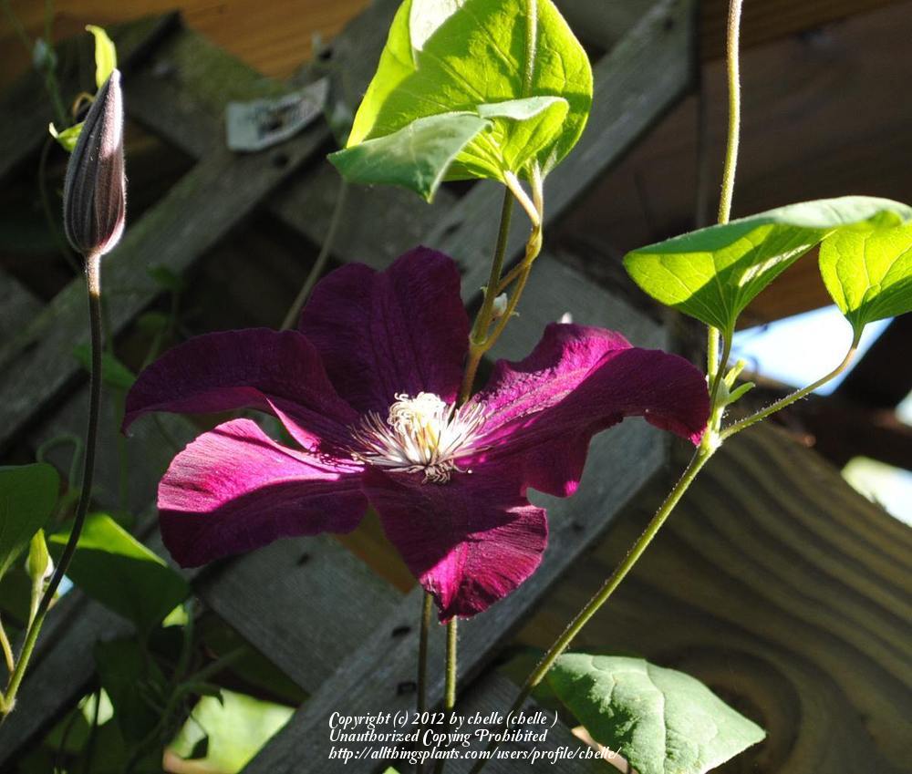 Photo of Clematis 'Rouge Cardinal' uploaded by chelle