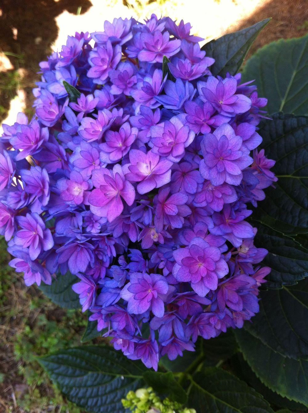 Photo of Hydrangea (Hydrangea macrophylla Forever & Ever® Together ) uploaded by clintbrown