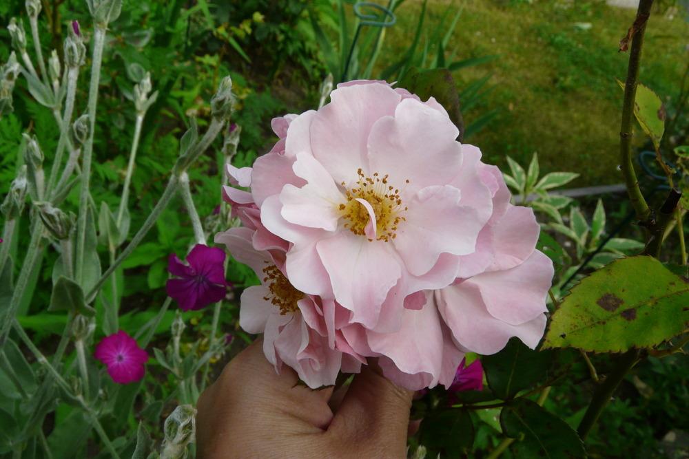 Photo of Rose (Rosa 'Clair Matin') uploaded by kassiap
