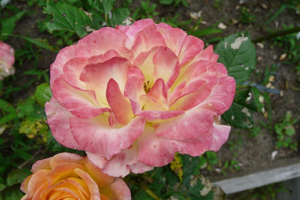 Photo of Rose (Rosa 'Gartenspass') uploaded by kassiap