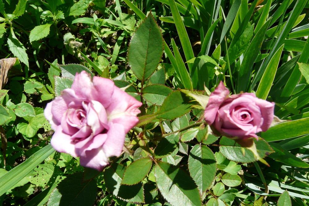 Photo of Rose (Rosa 'Vista') uploaded by kassiap