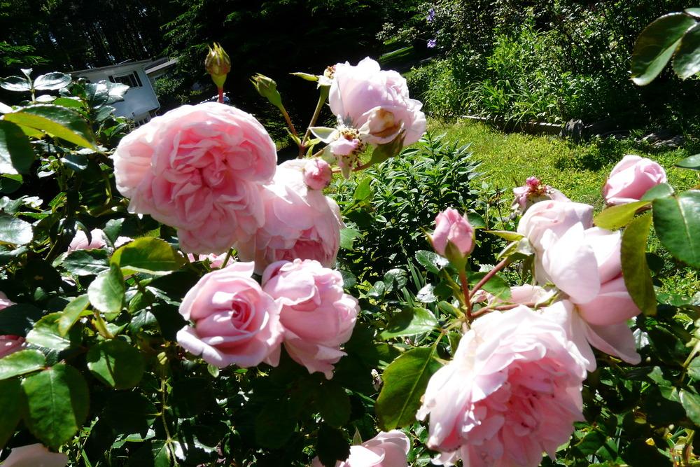 Photo of Rose (Rosa 'Cinderella') uploaded by kassiap