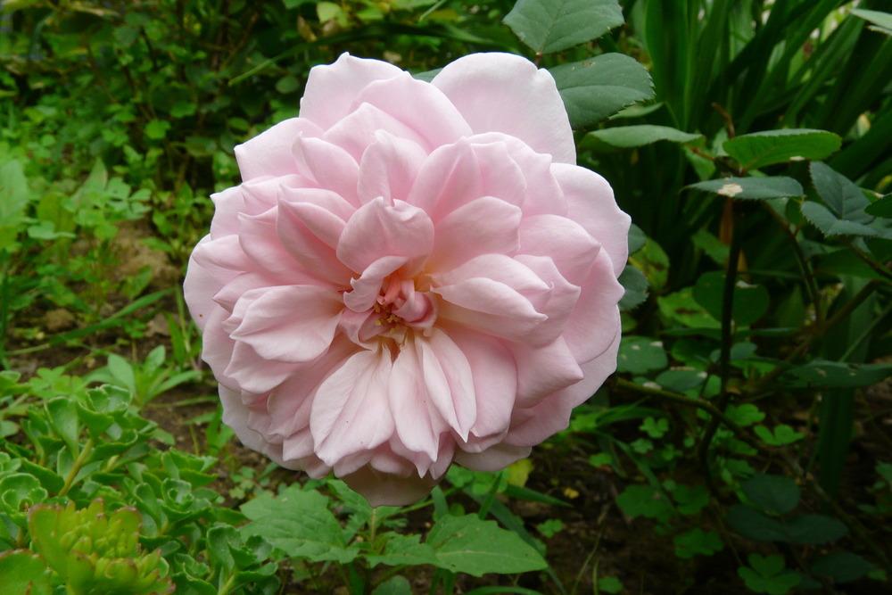 Photo of Hybrid Musk Rose (Rosa 'Felicia') uploaded by kassiap