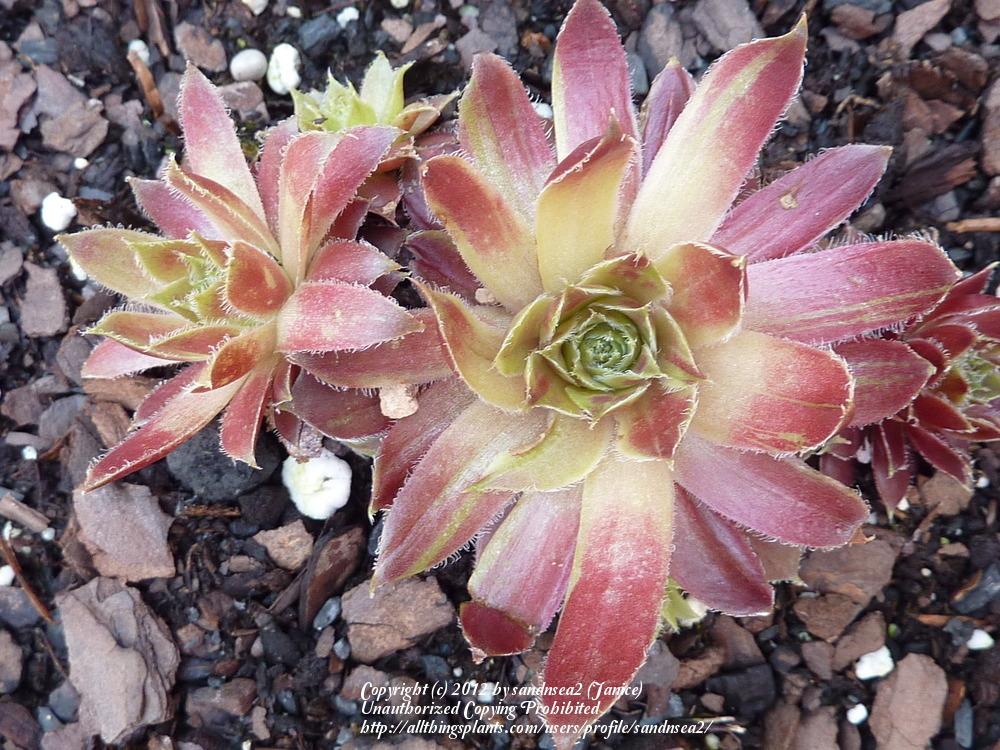 Photo of Hen and Chicks (Sempervivum 'Red Lion') uploaded by sandnsea2