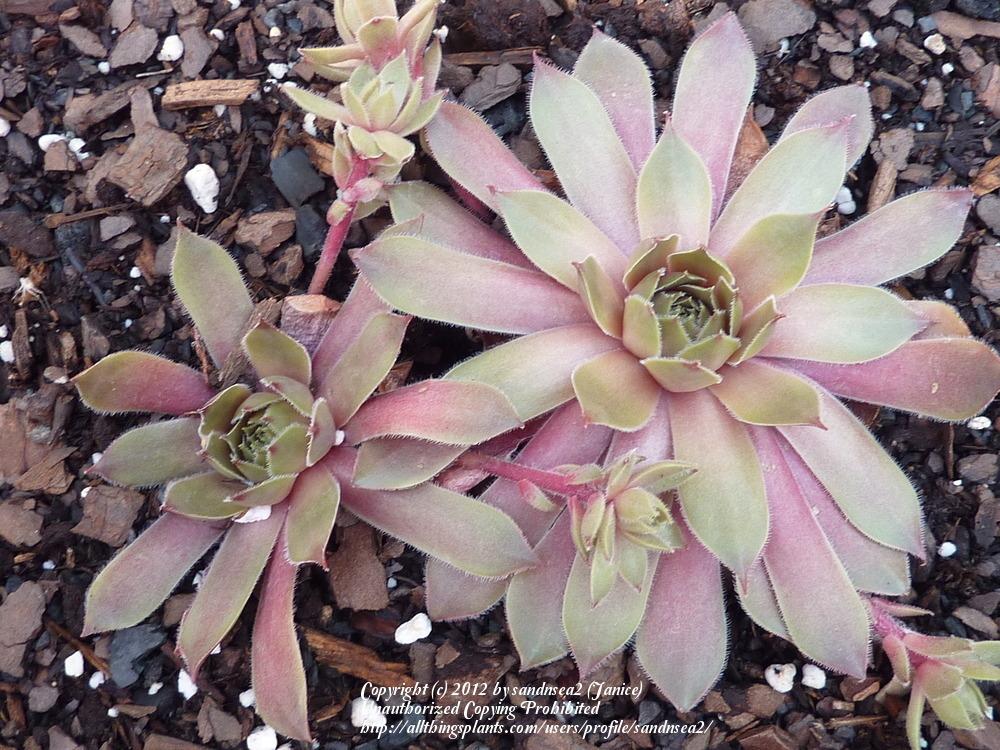 Photo of Hen and Chicks (Sempervivum 'Booth's Red') uploaded by sandnsea2