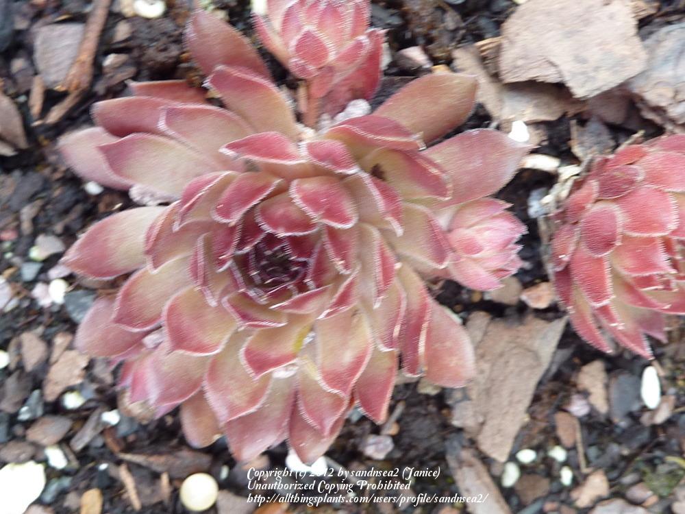 Photo of Hen and Chicks (Sempervivum 'Oh My') uploaded by sandnsea2