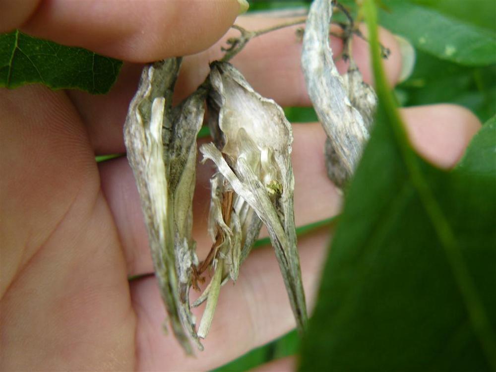Photo of Pale Swallow-wort (Vincetoxicum rossicum) uploaded by threegardeners