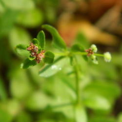 Location: Northeastern, Texas
Date: 2012-06-02
This species is identified by its very tiny/minute maroon flowers