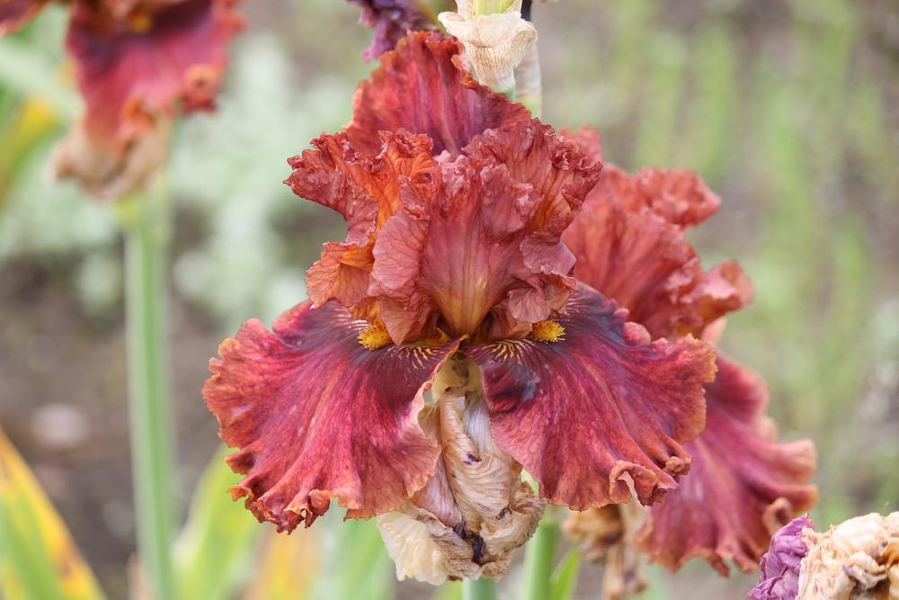 Photo of Tall Bearded Iris (Iris 'Chestnuts Roasting') uploaded by ARUBA1334