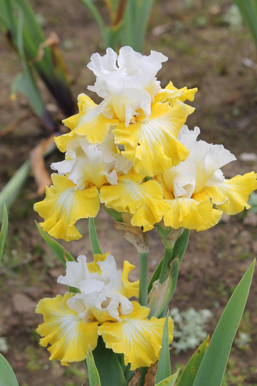 Photo of Tall Bearded Iris (Iris 'Joviality') uploaded by ARUBA1334