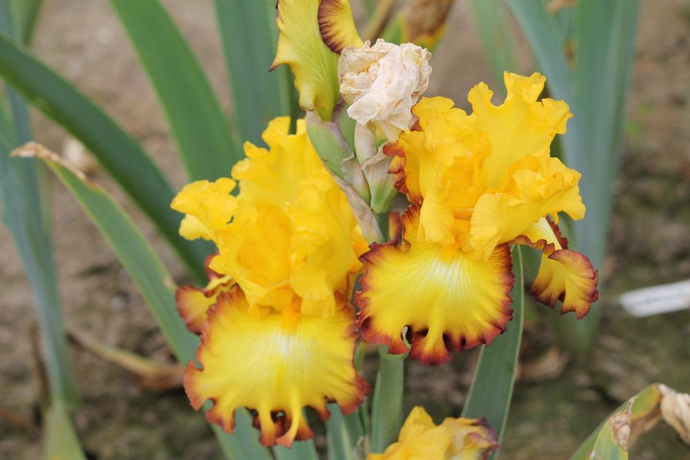 Photo of Tall Bearded Iris (Iris 'Rim of Fire') uploaded by ARUBA1334