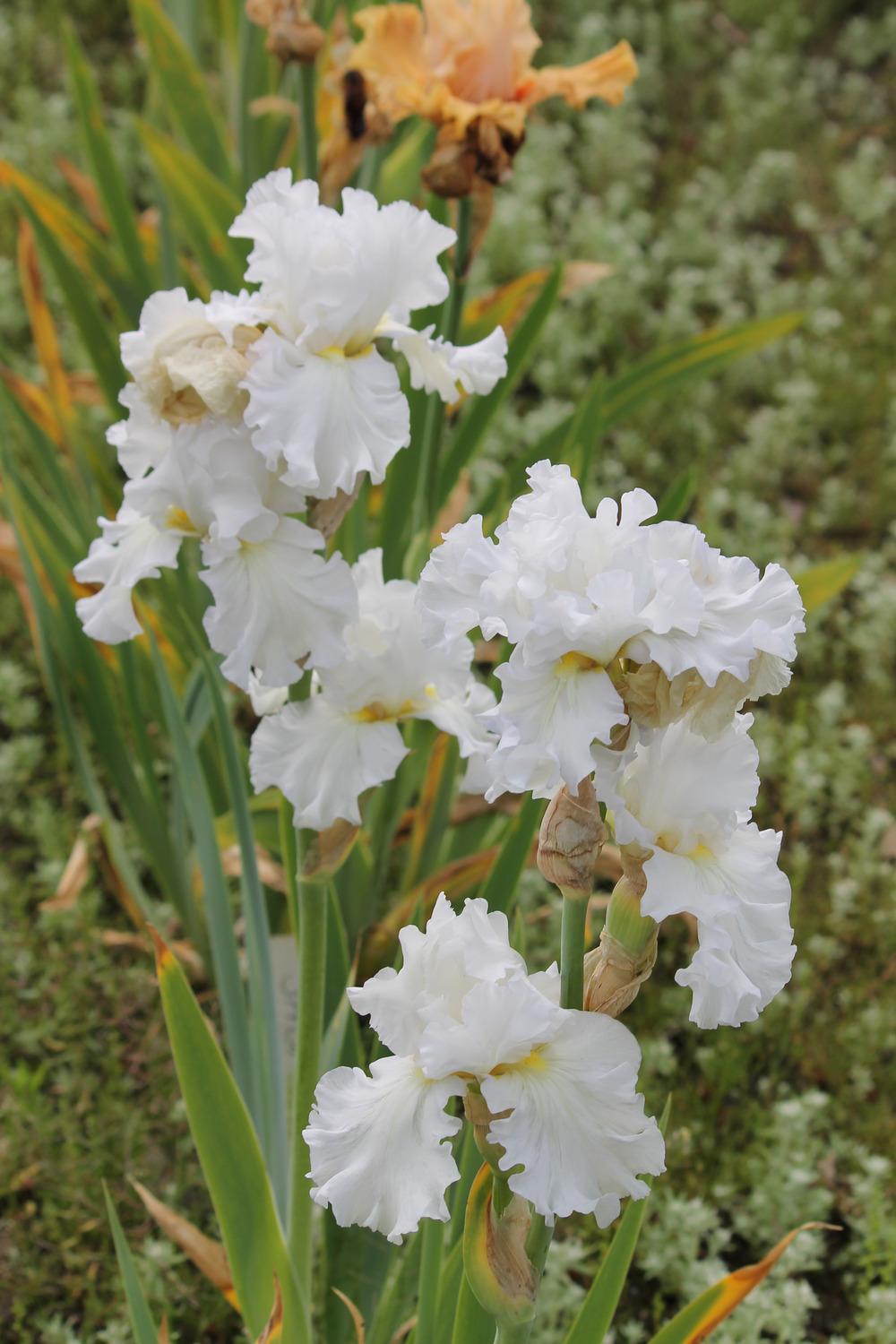 Photo of Tall Bearded Iris (Iris 'Chased but Chaste') uploaded by ARUBA1334