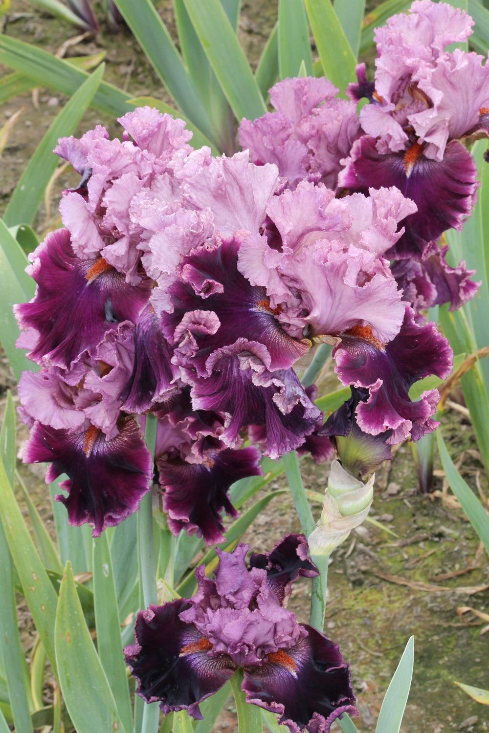 Photo of Tall Bearded Iris (Iris 'He Can Dance') uploaded by ARUBA1334