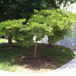 Location: Southwest Florida
Date: June 2012
A beautiful specimen of this slow-growing tree.