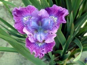 Photo of Siberian Iris (Iris 'Strawberry Fair') uploaded by Joy