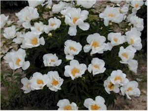 Photo of Peony (Paeonia lactiflora 'Krinkled White') uploaded by Joy