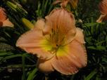 Photo of Daylily (Hemerocallis 'Rose Talisman') uploaded by Joy