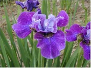 Photo of Siberian Iris (Iris 'Roaring Jelly') uploaded by Joy