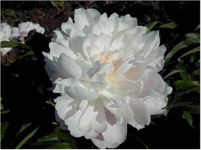Photo of Chinese Peony (Paeonia lactifora 'Mrs. Franklin D. Roosevelt') uploaded by Joy